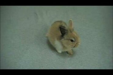 my gus (a song about my baby bunny)!