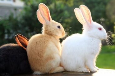 Cute Funny and Smart Rabbit Compilation - Cute Rabbits Video 2020