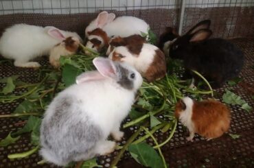 Rabbit - Cute Rabbits Eating Compilation - Funny Baby Bunny Rabbit Videos Compilation - Rabbits 2020