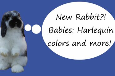 Rabbitry Update | Baby Bunnies! New Rabbit?