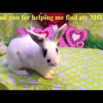 Fred the Psychic Bunny & Mother's Day