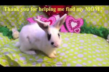 Fred the Psychic Bunny & Mother's Day