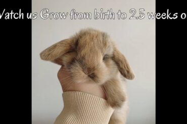 BABY BUNNIES 0 TO 18 DAYS OLD | OUR LIFE SO FAR | REBECCA’S MINI LOPS