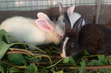 Rabbit - Cute Rabbits Eating Compilation - Funny Baby Bunny Rabbit Videos Compilation - Cute Rabbits