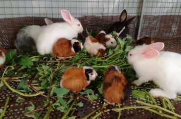 Rabbit - Cute Baby Rabbits Eating - Funny and Cute Baby Bunny Rabbit Videos - Aww Animals