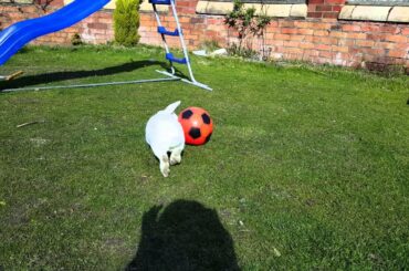 Rabbit playing football very talented and very cute bunny