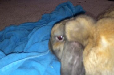 Cute bunny gets boops