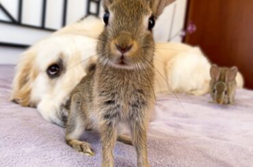 Golden Retriever Teaches Baby Bunnies to Play Like Dogs
