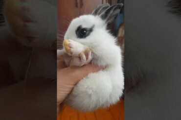 a cute baby bunny 🤗