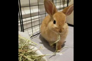 Meet my cute bunny Mongki eating hay