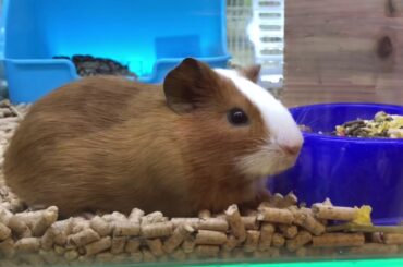 Rabbit 🐇 is so cute.