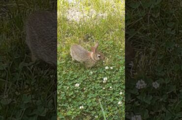 Cute bunny enjoying grass.