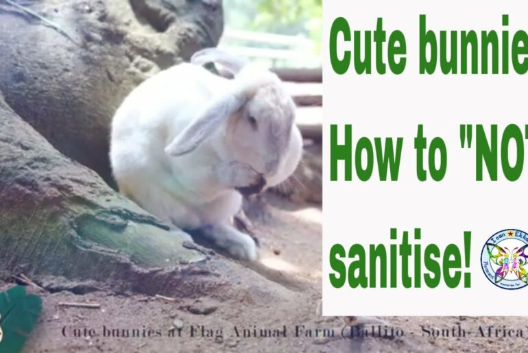 I Can - Cute bunnies showing us how vital personal hygiene is.