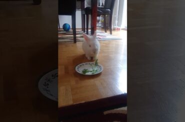 Milo my cute bunny eating dandalion