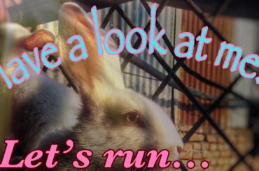 Cute little bunny enjoying around|| Including some slow motion||