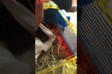 Two baby bunny’s sooooo cute