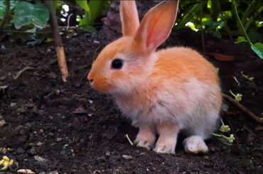 Adorable brown bunny looking for food.