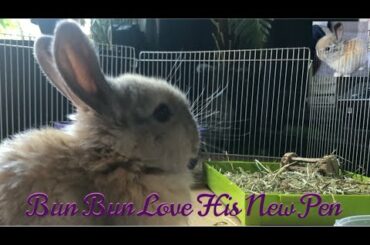 Bun & Me - Bun Bun Playing Inside His Very Own Pen - Baby Mini Lop Bunny Rabbit Friendly Cute Pet -