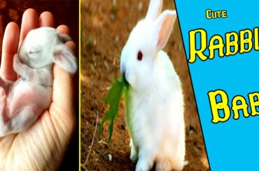 Baby Rabbit - Funny and Cute Baby Rabbit videos Compilation | Baby Animals Compilation