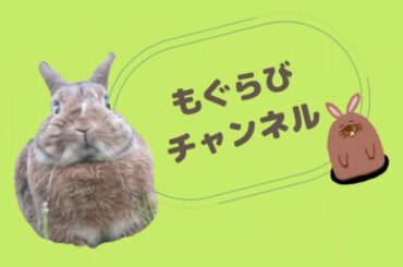 くつろぎうさぎのごあいさつーCute Bunny