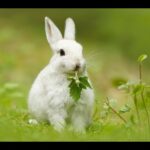 Animals So Cute! Cute baby animals Videos Chicks Rabbits cutest moment of the animals