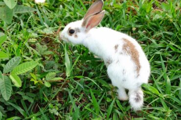 Baby cute rabbits feeling happy when I take them in to garden - Paboom Life