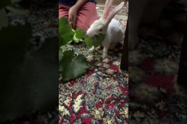 Cute rabbit eating