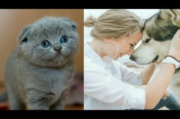 Cute Pets most Interesting Videos Dogs 🐶 , Duck, 🐰 Rabbit And 🐱 Cats Funny Videos Compilation