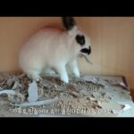 깡 많은 토끼가 화내는 무서운 영상..| funny and cute rabbit video