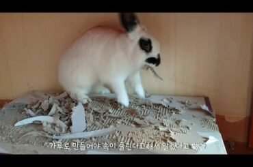 깡 많은 토끼가 화내는 무서운 영상..| funny and cute rabbit video