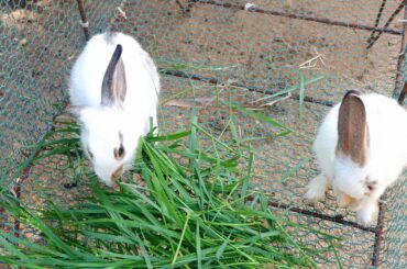 My lovely baby rabbits eating cucumber and grass in coop delicious - Monyboth Life