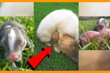 Cute Rabbit, Marriage Process, Childbirth Until Growing Big