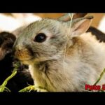 Cute rabbit compilation | funny pets | Pets Love