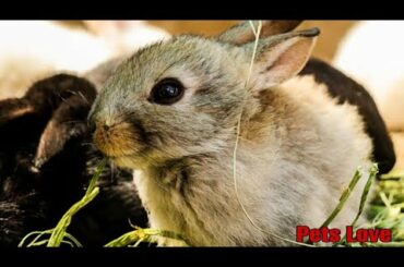 Cute rabbit compilation | funny pets | Pets Love