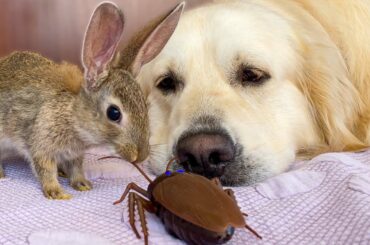 Baby Bunnies and Golden Retriever vs. Cockroaches