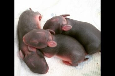 Baby Bunny Vlog Part 1