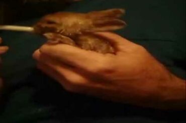 Feeding orphan baby rabbit at 21 days old