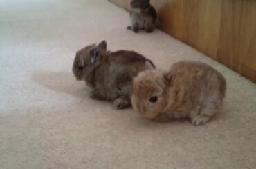 3 tiny cute baby rabbits (16 days old) go exploring