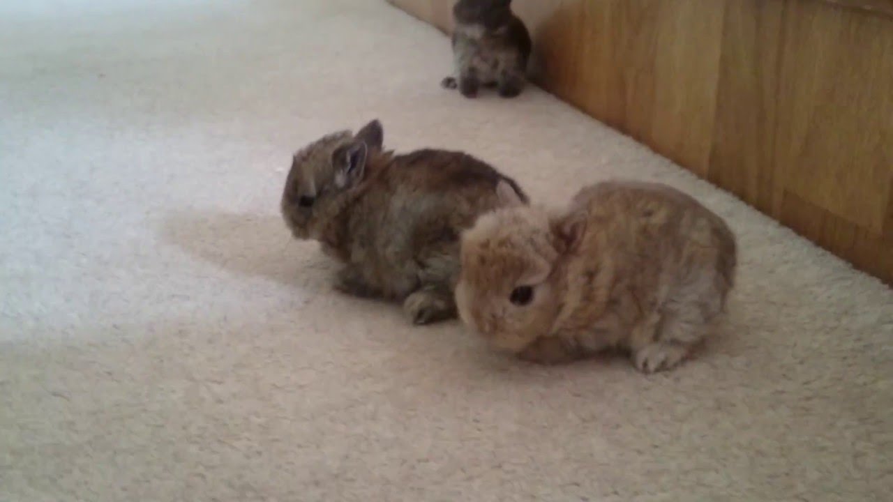 3 tiny cute baby rabbits (16 days old) go exploring