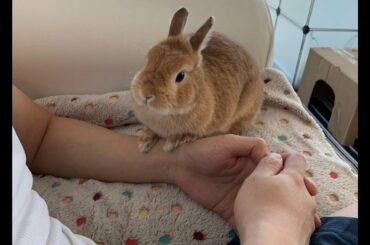 Petting the cute rabbit on the sofa | かわいいウサギをペット