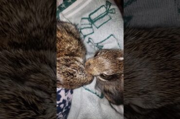 Are These Adorable Baby Bunnies Giving One Another A Bath or Sharing a Romantic Kiss?