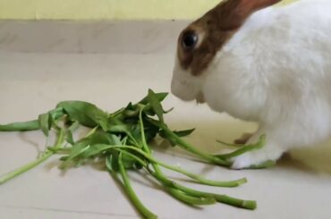 Rabbit learns she is adopted | Bunny licking my boobs 😳 | funny rabbit video | rabbit | cute rabbit