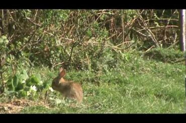 Wild baby rabbit washing itself