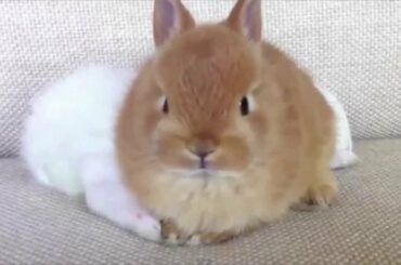 Super Dingo vs the Zombies - WATCH A BABY BUNNY