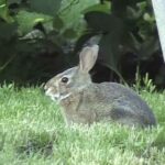 Baby Rabbit in New Jersey