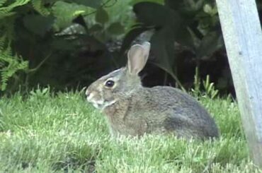 Baby Rabbit in New Jersey