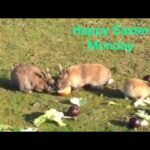 🐰 Happy Easter Bunnies Day ! 🐰🥕🍎🍌-🌰Cute rabbits and bunnies - Compilation- LOL Animals