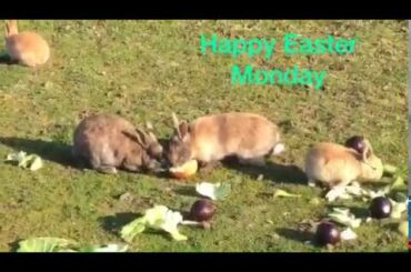🐰 Happy Easter Bunnies Day ! 🐰🥕🍎🍌-🌰Cute rabbits and bunnies - Compilation- LOL Animals