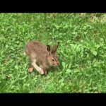 Cute Wild Bunny 🐇