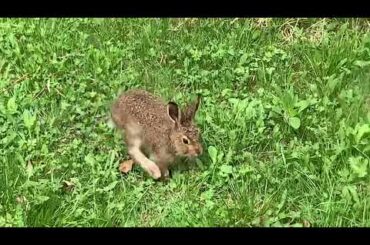 Cute Wild Bunny 🐇